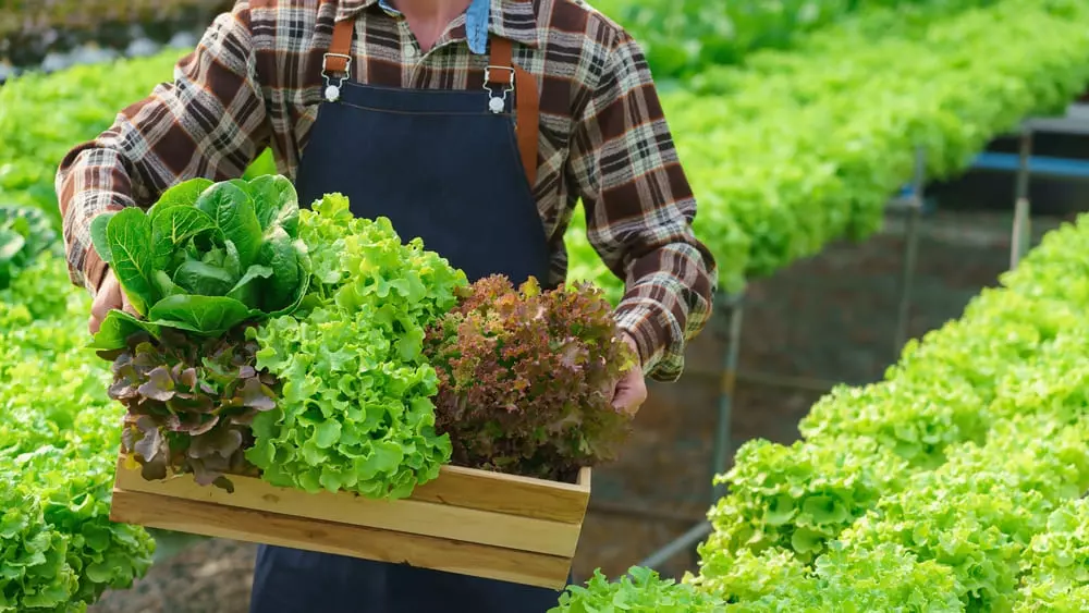 nguon-cung-thuc-pham-organic